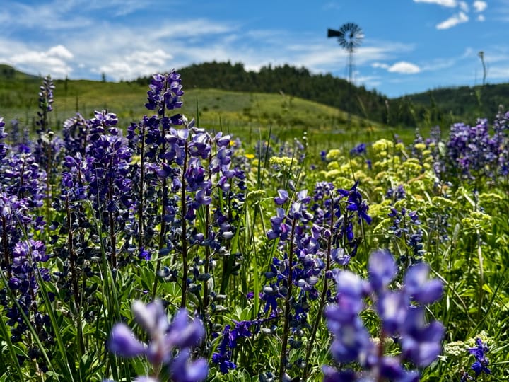 A vibrant field of purple and yellow wildflowers under a bright blue sky with scattered clouds. In the distance, a hill and a tall windmill silhouetted against the sky.
